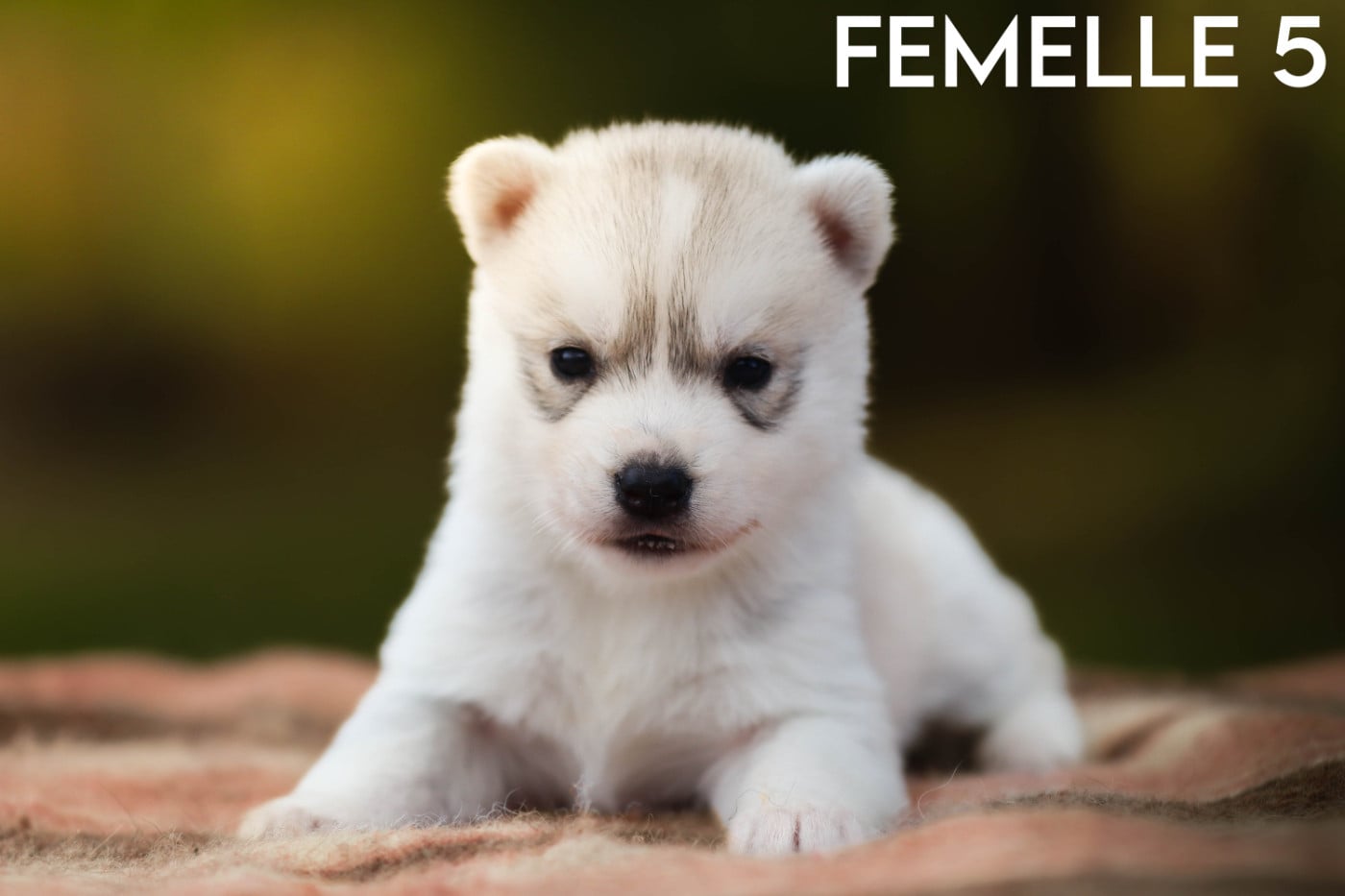Femelle 5 - Siberian Husky