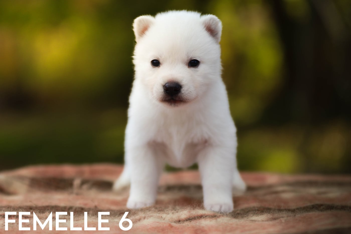 Femelle 6 - Siberian Husky