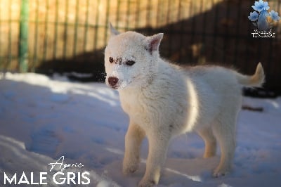 Les chiots de Siberian Husky