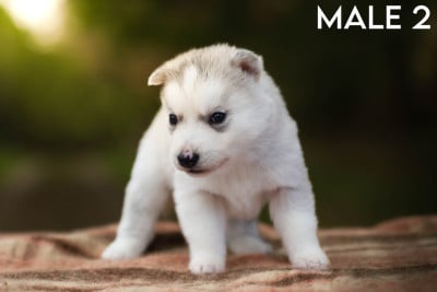 Siberian Husky