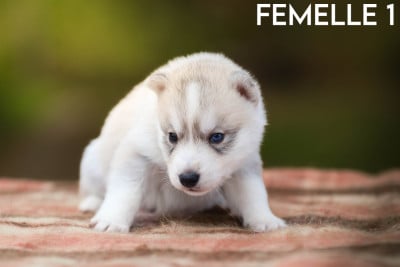 Femelle 1 - Siberian Husky