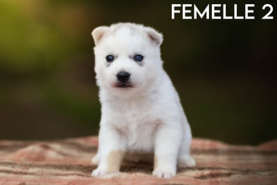 Femelle 2 - Siberian Husky