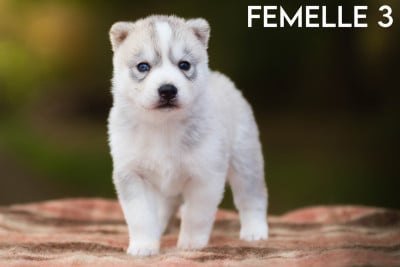 Femelle 3 - Siberian Husky