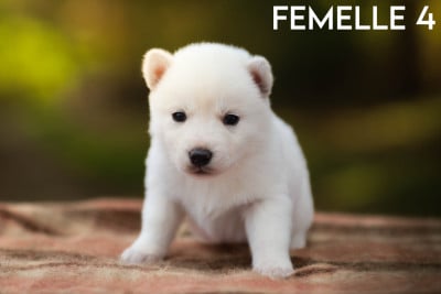 Femelle 4 - Siberian Husky