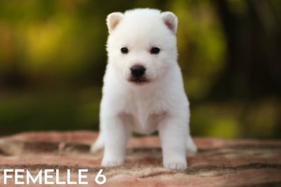 Femelle 6 - Siberian Husky