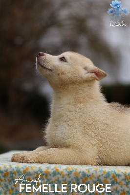 Les chiots de Siberian Husky