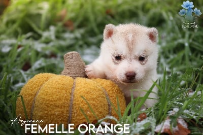 Les chiots de Siberian Husky