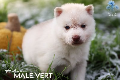 Les chiots de Siberian Husky