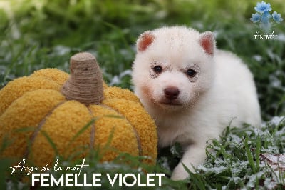 Les chiots de Siberian Husky