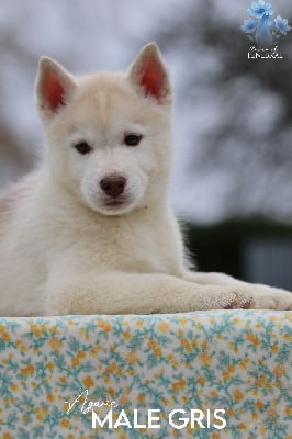 Les chiots de Siberian Husky