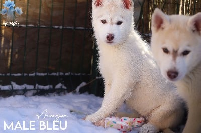 Les chiots de Siberian Husky