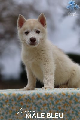 Les chiots de Siberian Husky