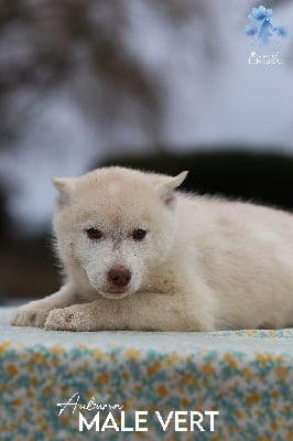 Les chiots de Siberian Husky
