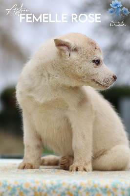 Les chiots de Siberian Husky