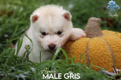 Les chiots de Siberian Husky