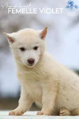 Les chiots de Siberian Husky