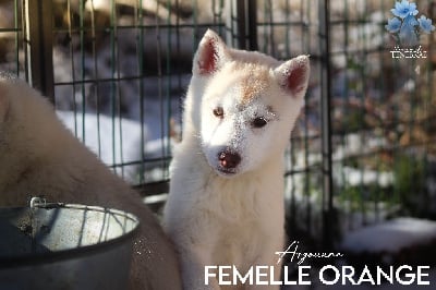 Les chiots de Siberian Husky