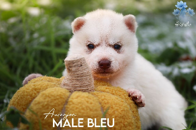 Les chiots de Siberian Husky