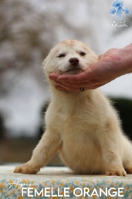 Les chiots de Siberian Husky