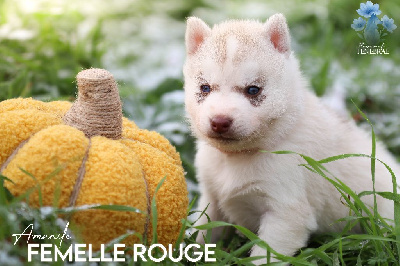 Les chiots de Siberian Husky