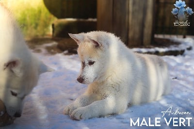 Les chiots de Siberian Husky