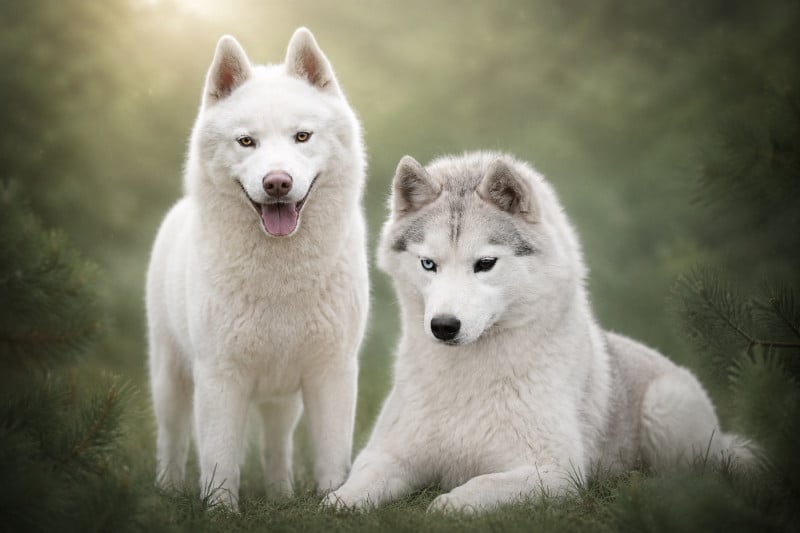 Siberian Husky - Flower Of Tenebrae