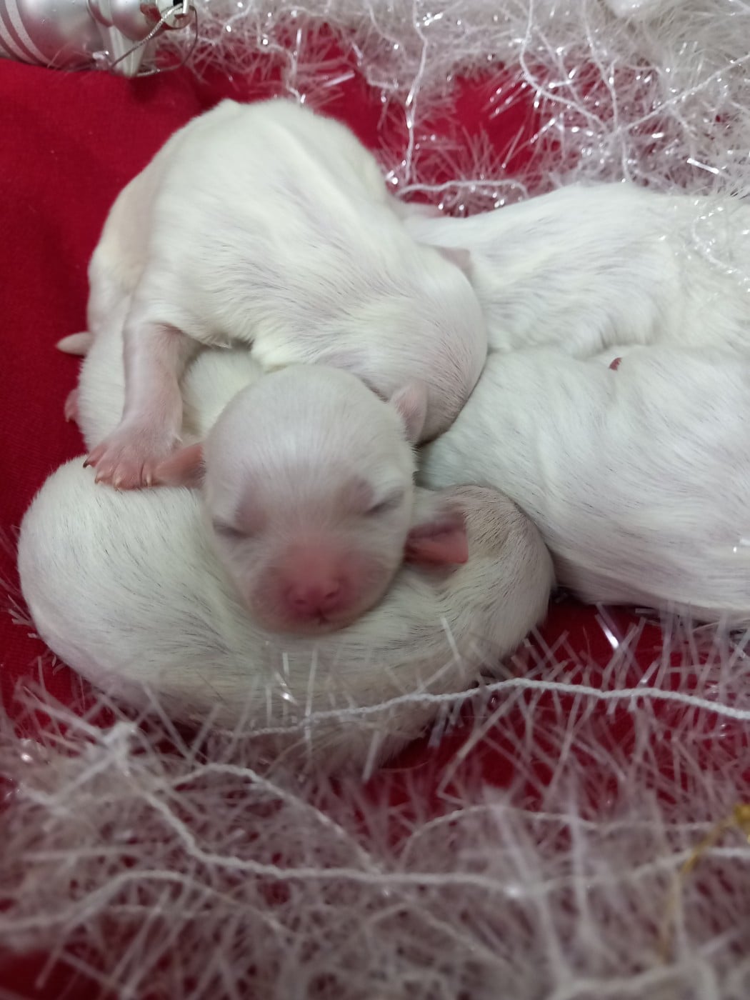 CHIOT 2 - Bichon maltais