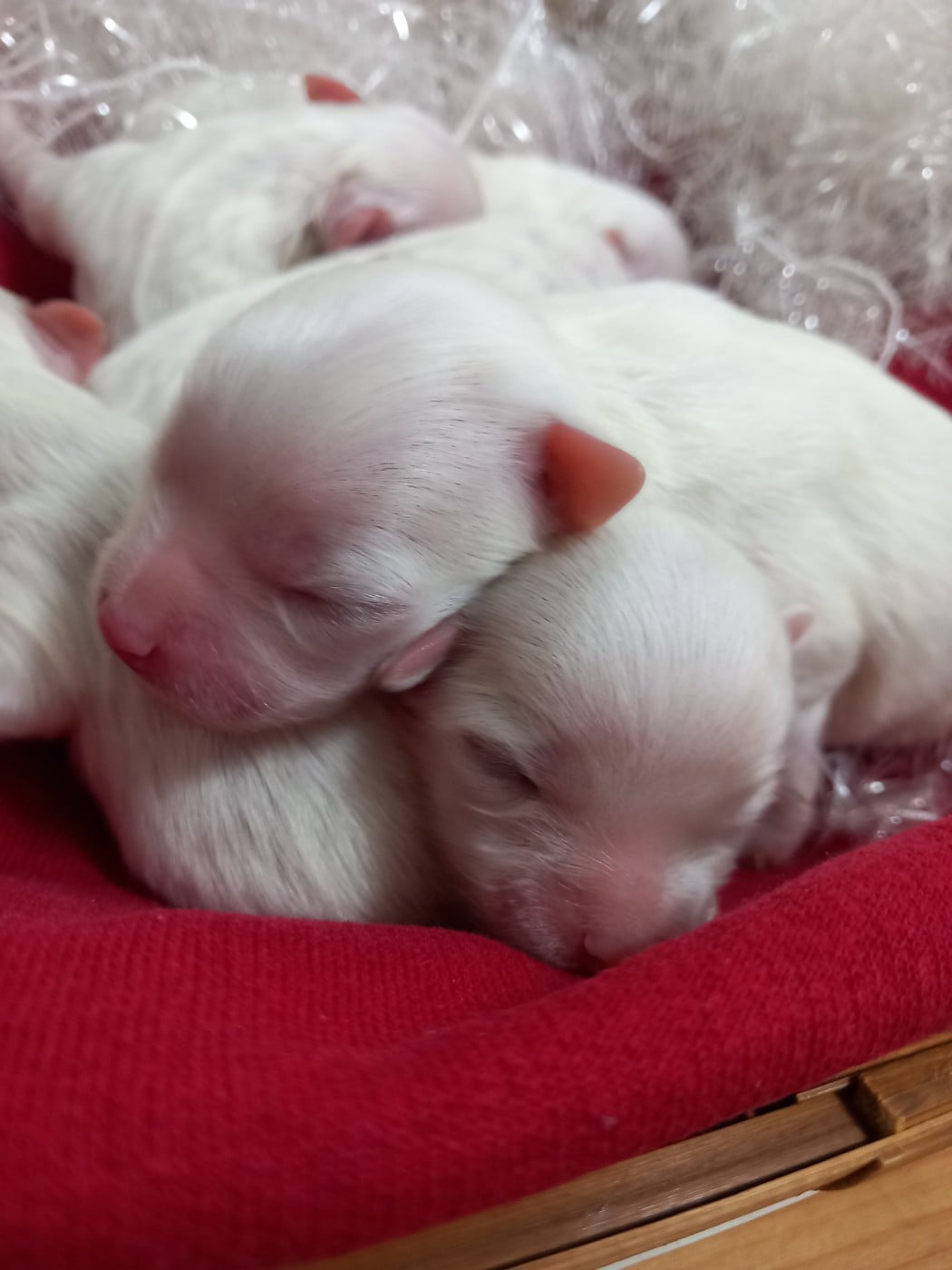 CHIOT 4 - Bichon maltais