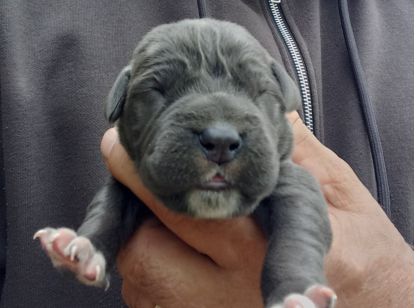 Cane Corso - Du Clos des Trois Rivières