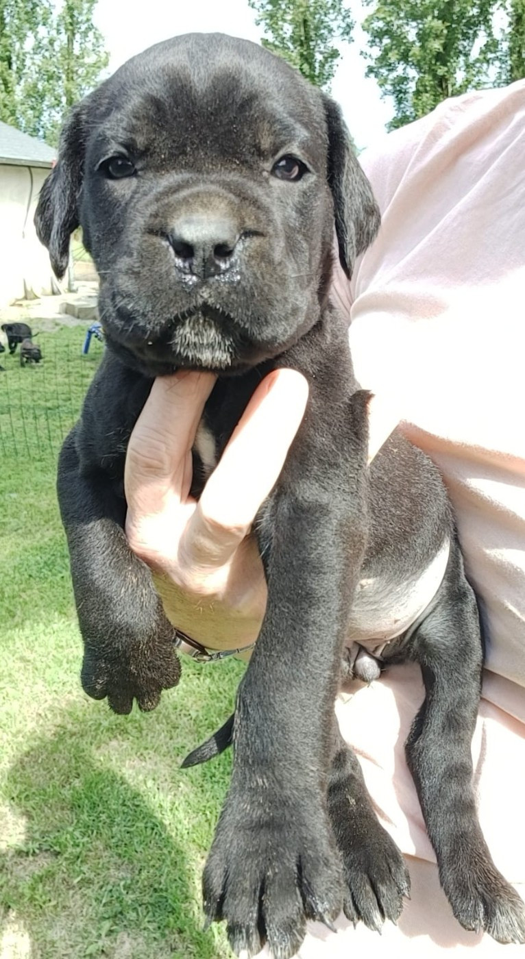 Chiot noire