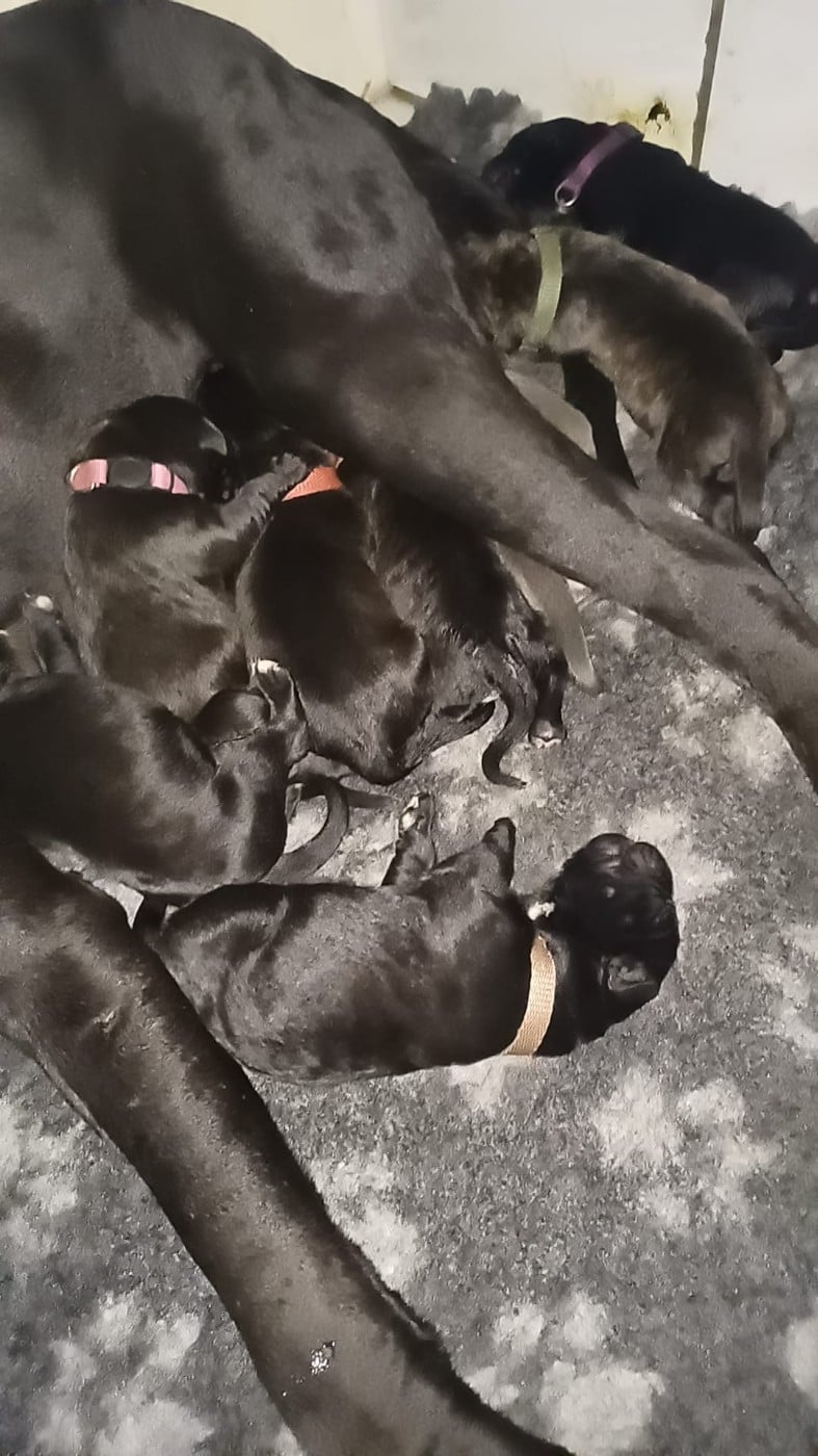 Cane Corso - Du Clos des Trois Rivières