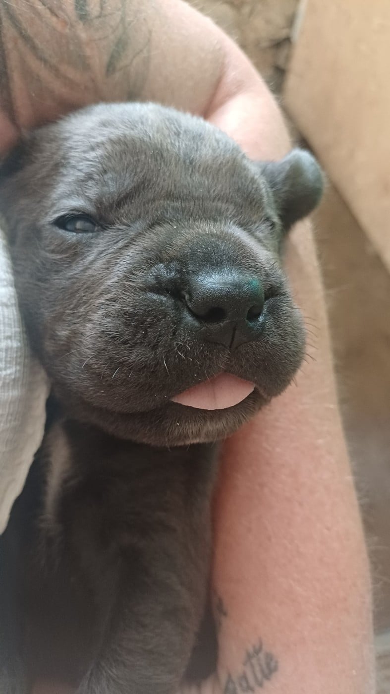 BLEU