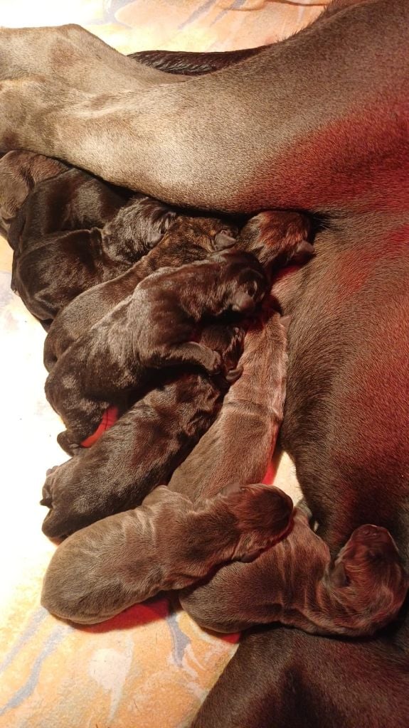 Cane Corso - Du Clos des Trois Rivières