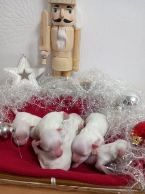 CHIOT 5 - Bichon maltais