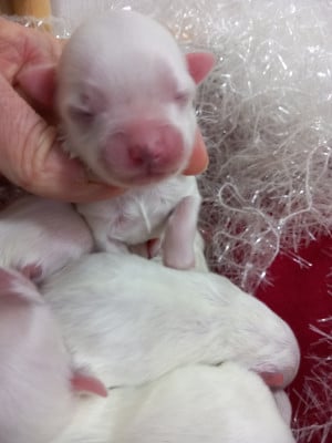 CHIOT 3 - Bichon maltais