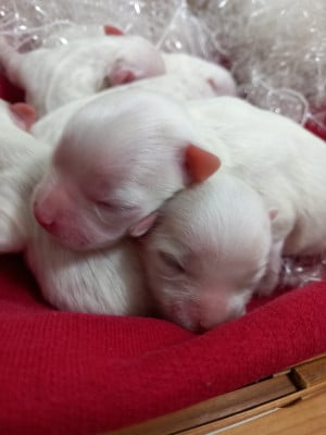 CHIOT 4 - Bichon maltais