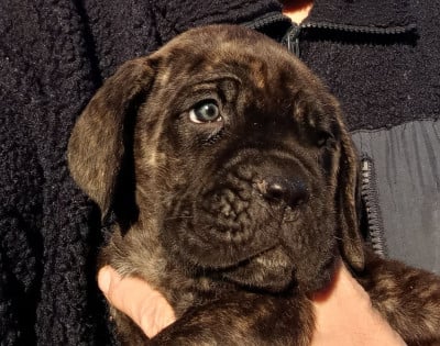 Les chiots de Cane Corso