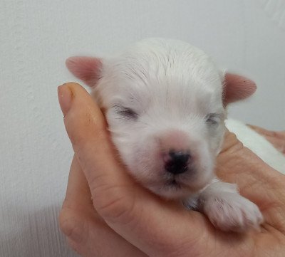 Les chiots de Bichon maltais