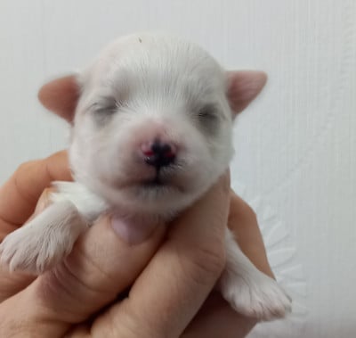 Les chiots de Bichon maltais