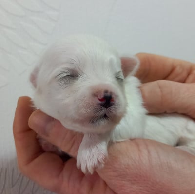 Les chiots de Bichon maltais