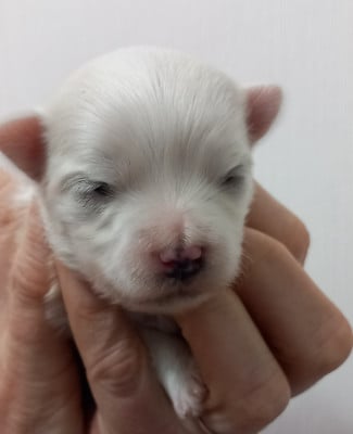Les chiots de Bichon maltais