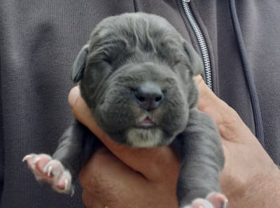 Les chiots de Cane Corso