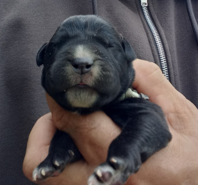 Les chiots de Cane Corso