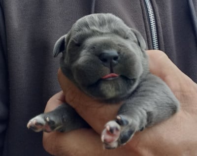 Les chiots de Cane Corso