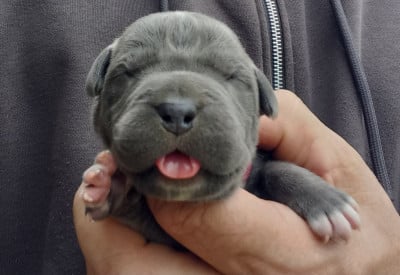 Les chiots de Cane Corso