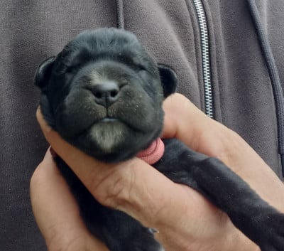 Les chiots de Cane Corso
