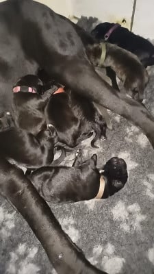 Les chiots de Cane Corso