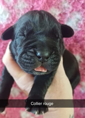 Les chiots de Cane Corso
