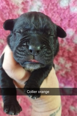 Les chiots de Cane Corso