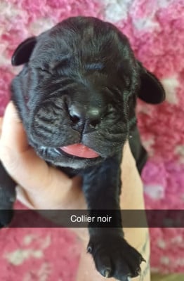 Les chiots de Cane Corso